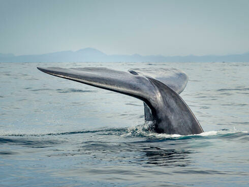 La ballena azul es el animal más grande del mundp