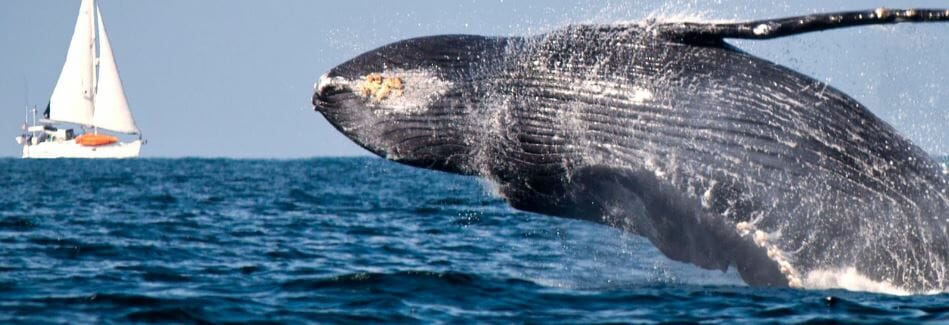La ballena gris ha tenido avistamientos en Sinaloa