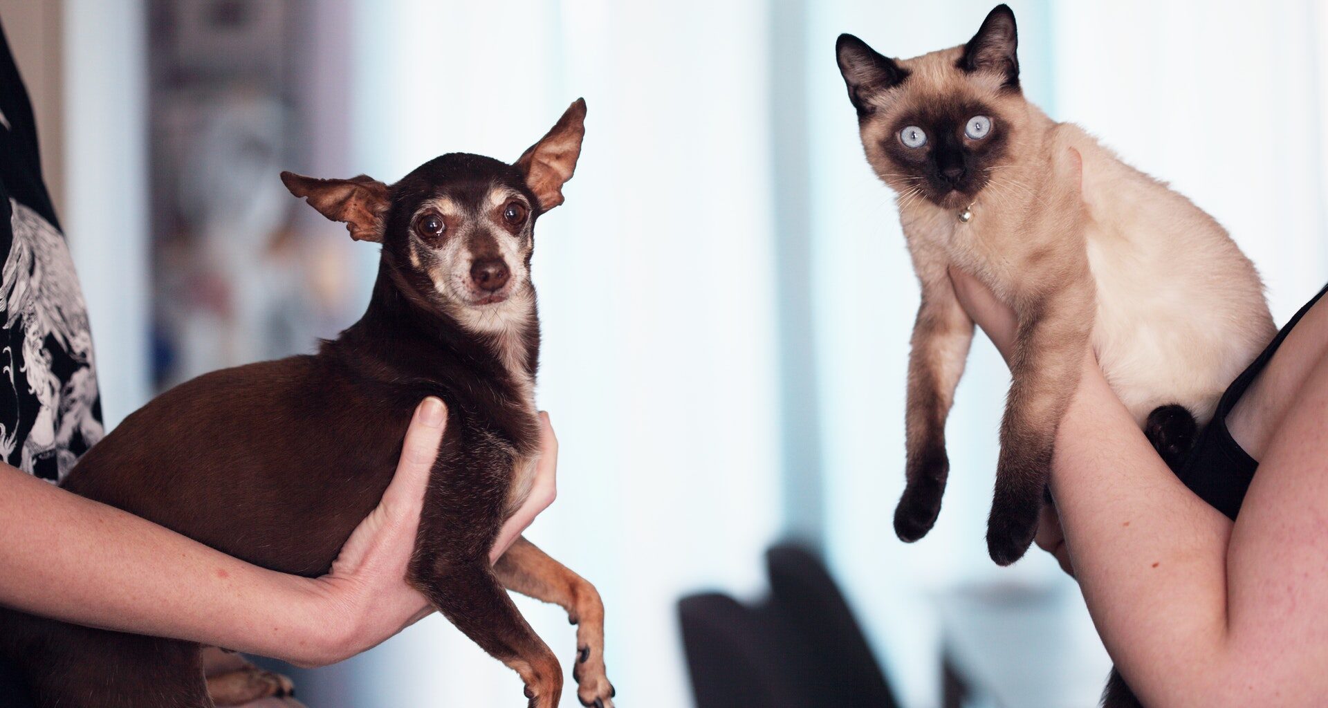 Del lado izquierdo un perrito tipo chihuahua color café oscuro con blanco y del lado derecho un gato color blanco con cara y patas color café oscuro