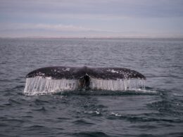 Cola de ballena color negro saliendo del mar.