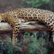 Jaguar dormido en tronco
