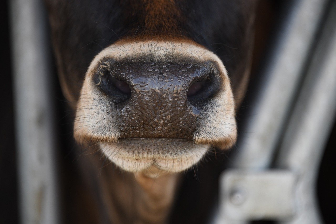 nariz de una vaca de color marrón oscuro y blanco