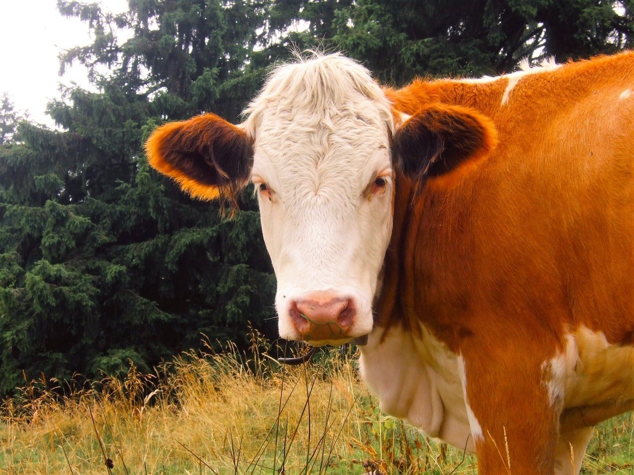fotografía de vaca color marrón con blanco pastando en el campo