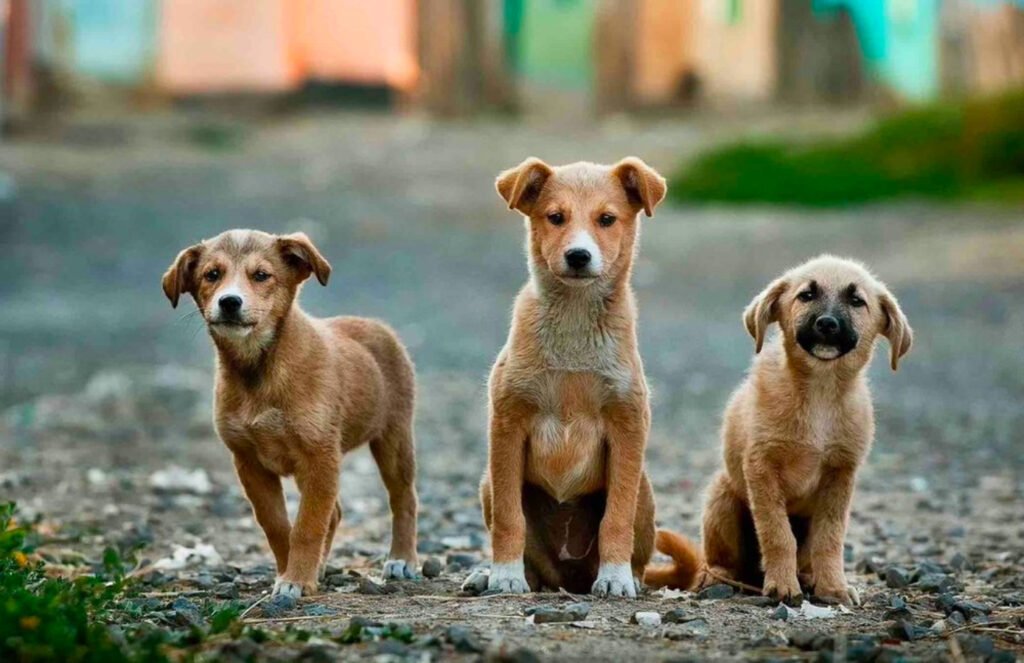 Tres cachorros color dorados con blanco. 
Maltrato animal en Sonora