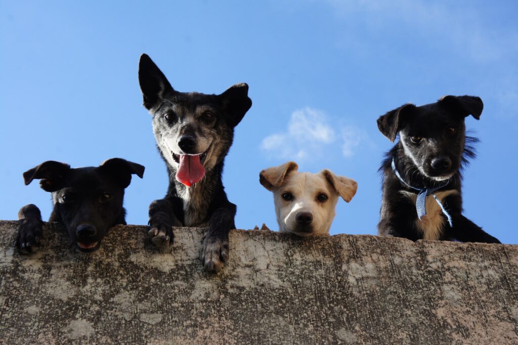 Cuatro perros en el techo, tres son color negro y uno chiquito color blanco. Maltrato animal en Sonora