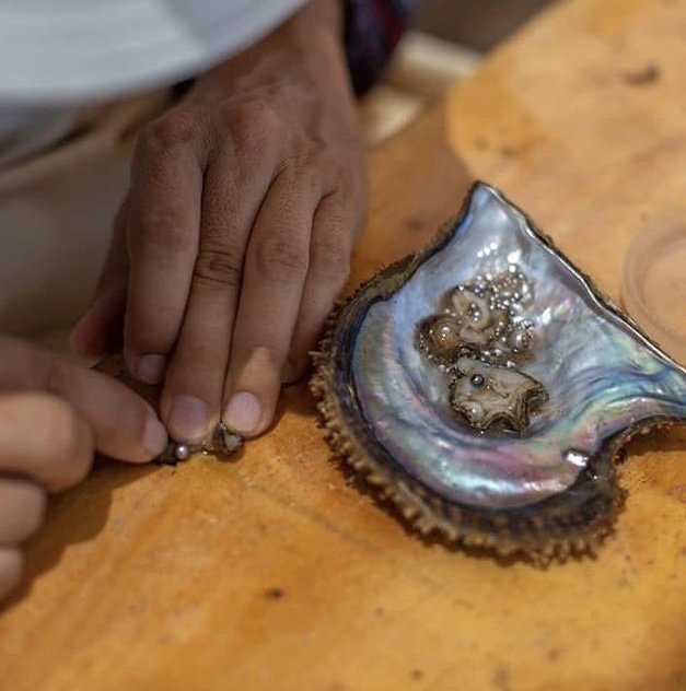 Manos extrayendo perla de la ostra