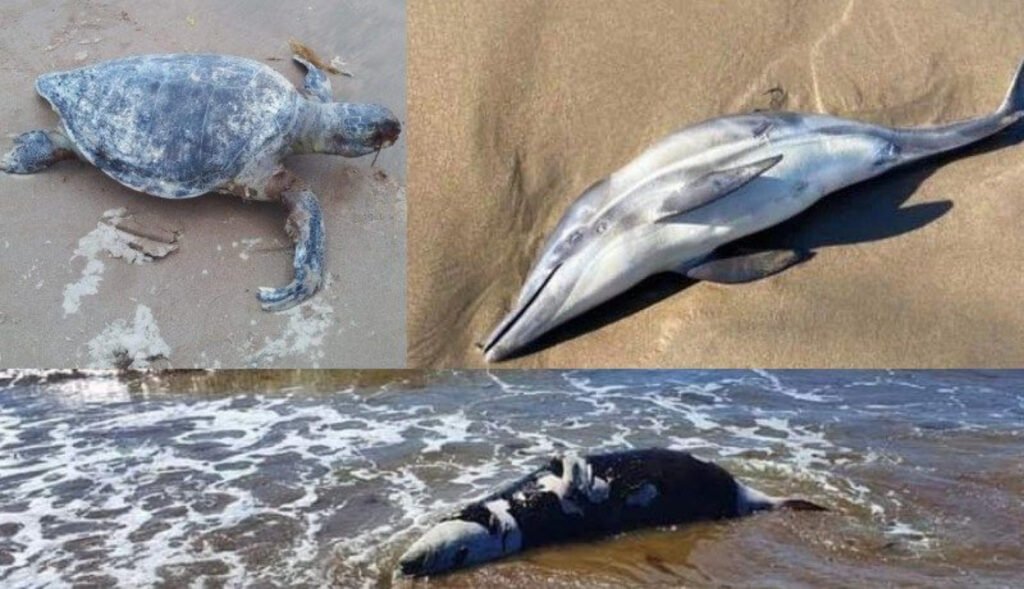 Collage de animales marinos muertos en la orilla del mar.