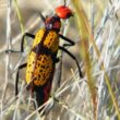 escarabajo de color amarillo, negro y rojo en la hierba seca