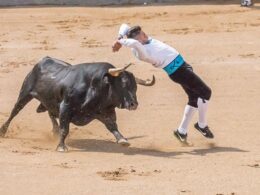 toro se dirige a un torero que lo maltrata en la plaza