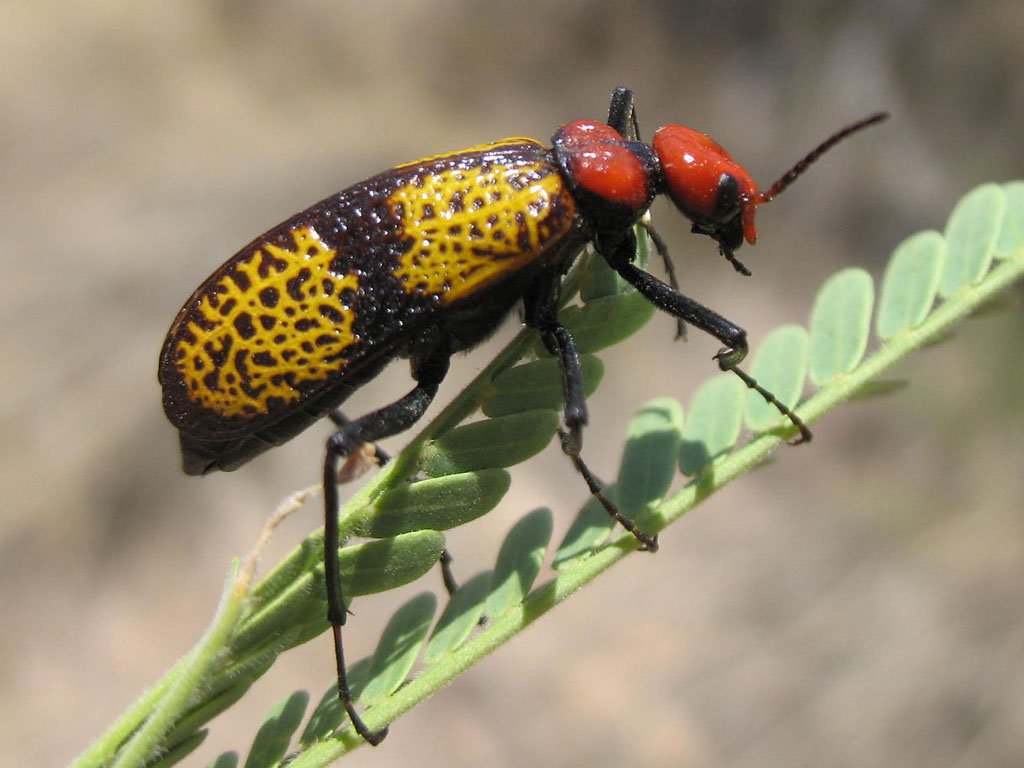 escarabajo negro con amarillo y cabeza roja sobre una hoja verde