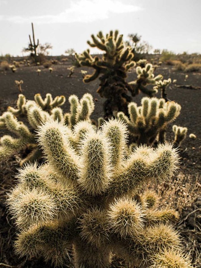 Cactus color verde con muchas espinas color blancas-amarillo. Estos cactus se encuentran en tierra junto a matorrales.
