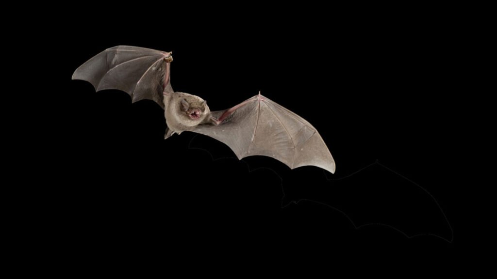 Imagen de fondo color negro y un murciélago color gris-negro volando. 
Presunto origen del coronavirus