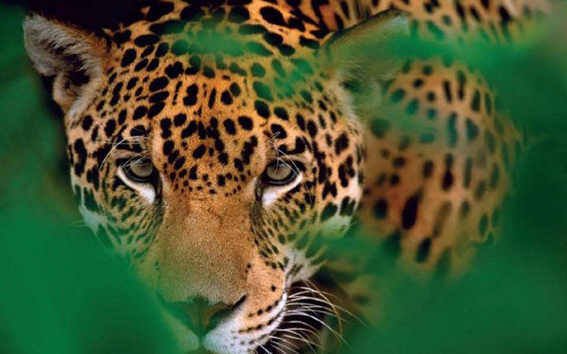 Cara de jaguar
