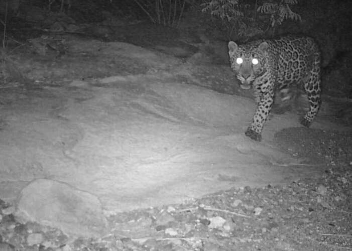 jaguar hembra azgives 1