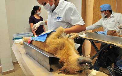 mascotas esterilizacion pata de perro