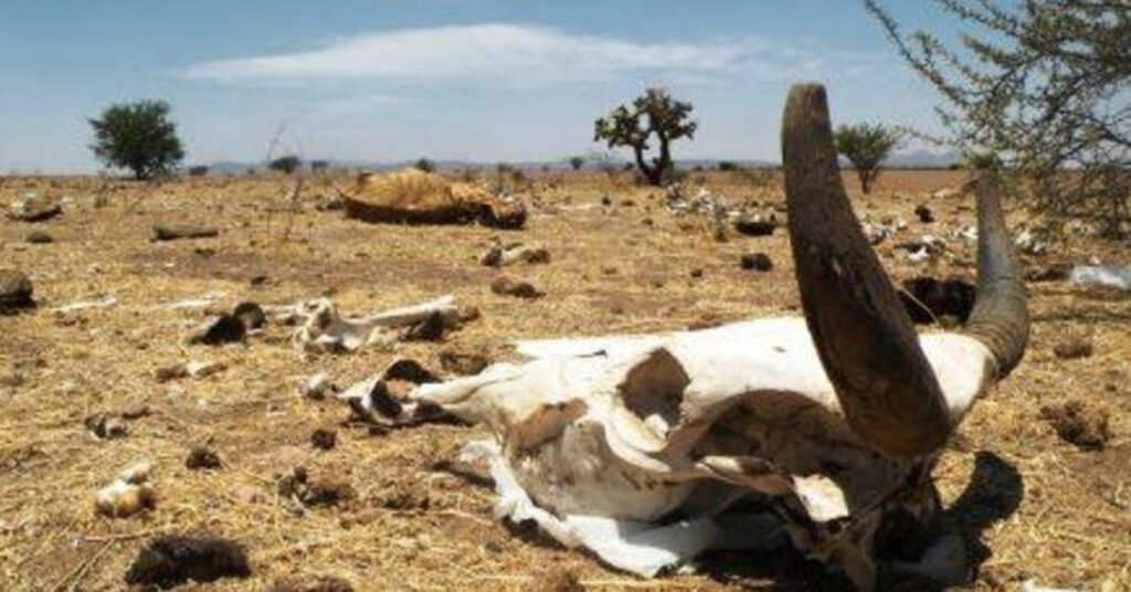 Sequía causa muerte de ganado