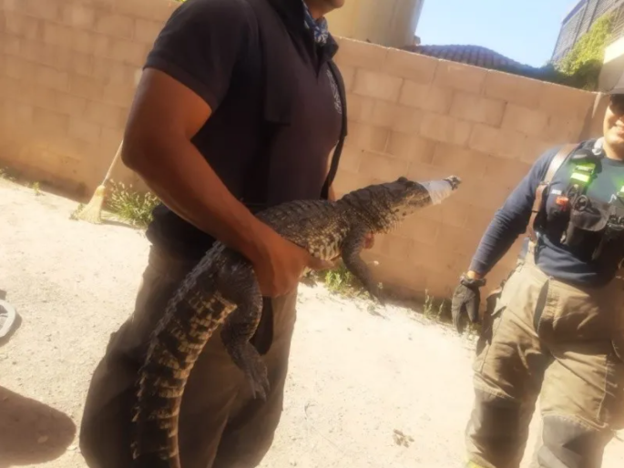 Bombero sosteniendo cocodrilo con el hocico amarrado
