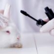 Conejo usado para pruebas de cosméticos