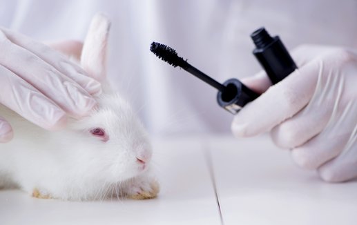 Conejo usado para pruebas de cosméticos