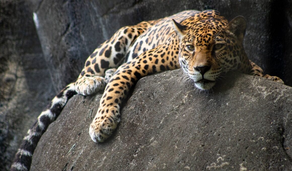jaguar reposando sobre una roca