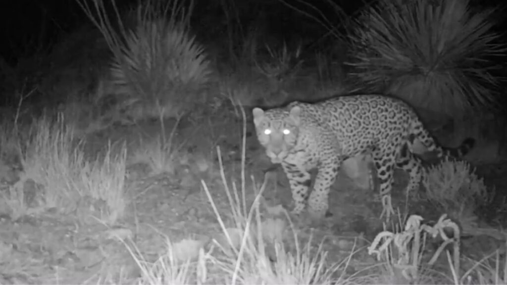 jaguar avistamiento