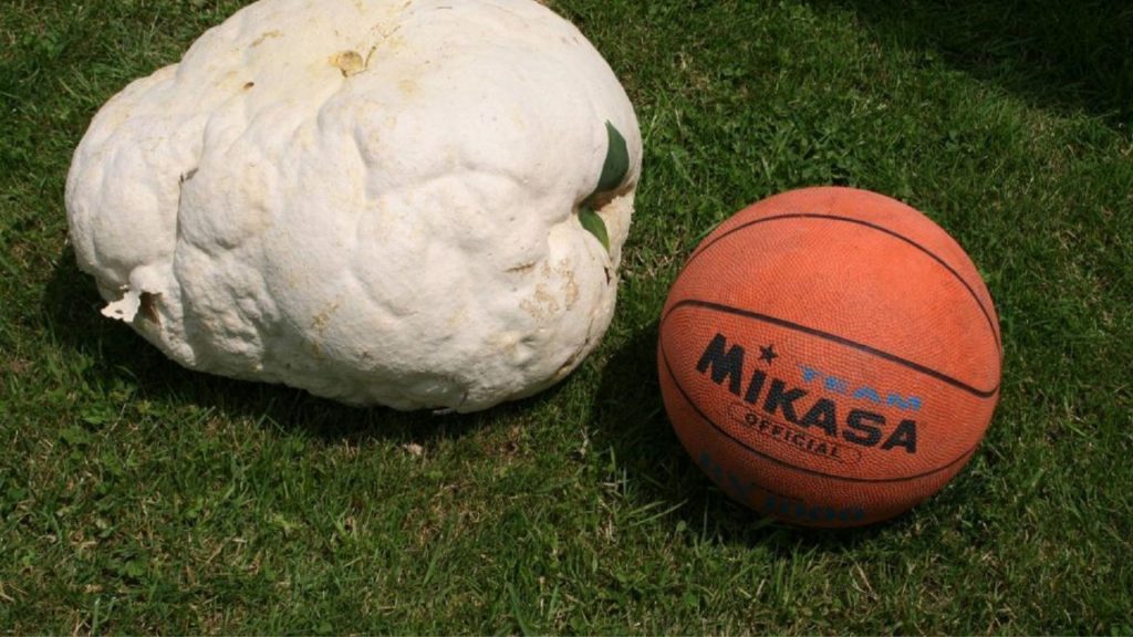 balón naranja de baloncesto que dice MIKASA al lado de un hongo gigante de color blanco