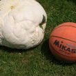 balón naranja de baloncesto que dice MIKASA al lado de un hongo gigante de color blanco
