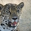 fotografía de la cara de un jaguar