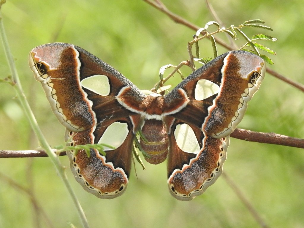mariposa-cuatro-espejos