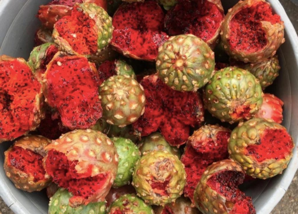 Pitaya: fruto silvestre del Desierto de Sonora