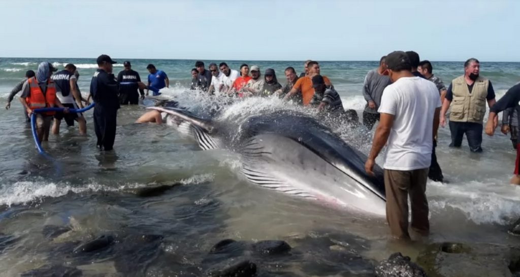 Autoridades y voluntarios rescatando a ballena