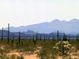 Biodiversidad del estado de Sonora