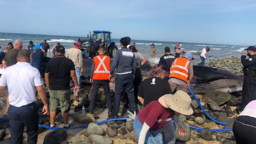 Rescatan a ballena varada en playa El Mirador