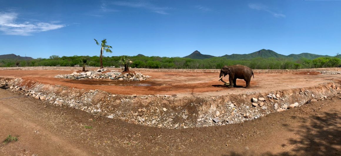 santuario-ostok-big-boy-elefante