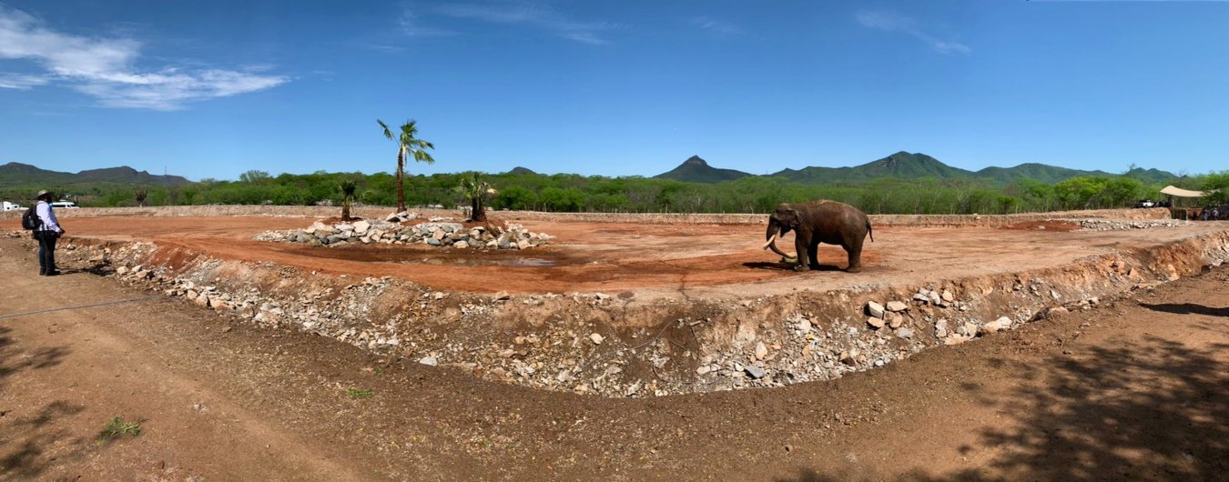 santuario-ostok-big-boy-elefante
