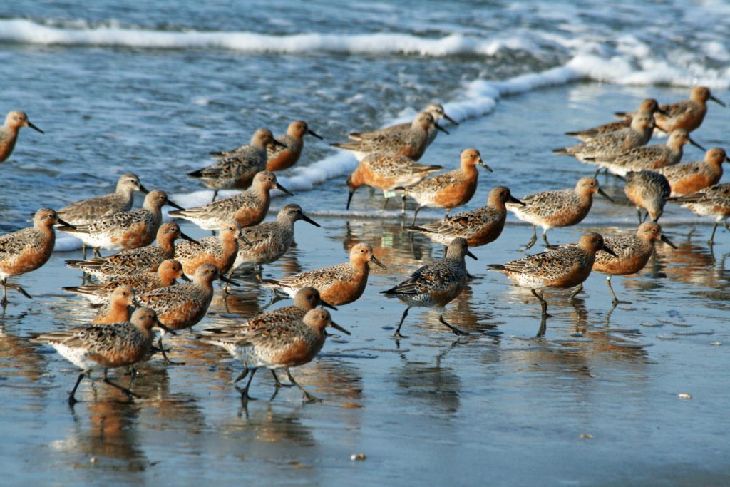 Pronatura Noroeste y UABCS lanzan diplomado de aves de playas