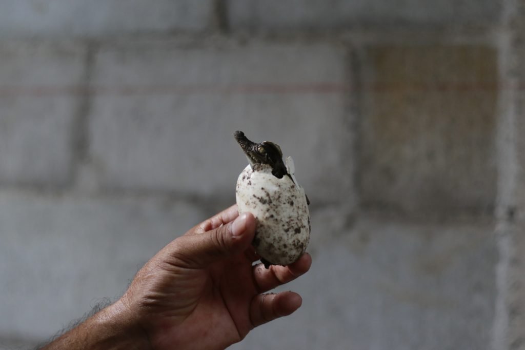 mano sostiene huevo de cocodrilo recién nacido