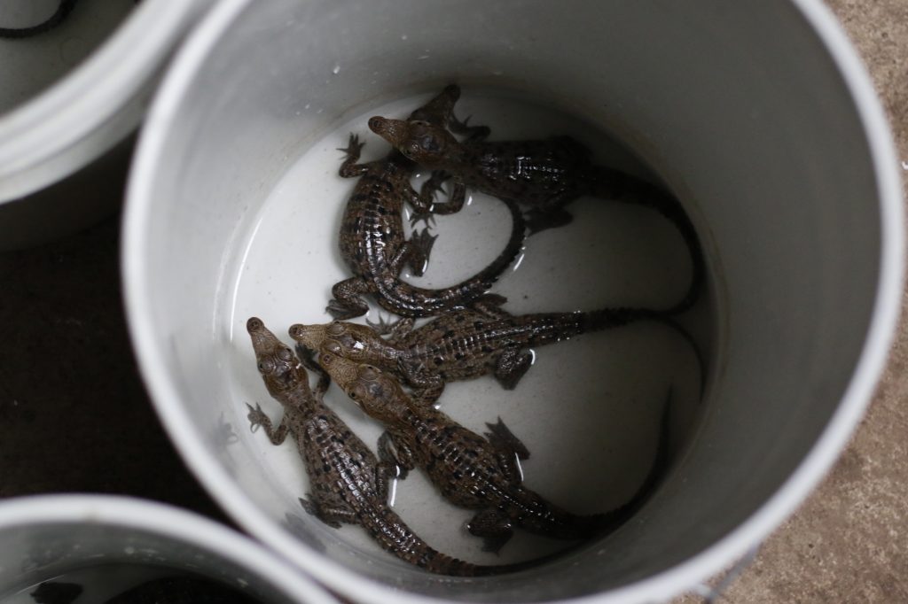 cocodrilos recién nacidos en un cubo de agua