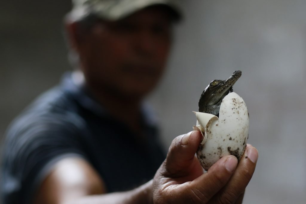 hombre sostiene un huevo con un cocodrilo recién nacido
