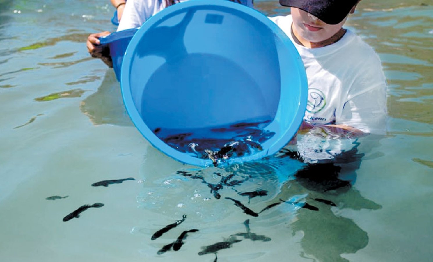 Liberando pez totoaba