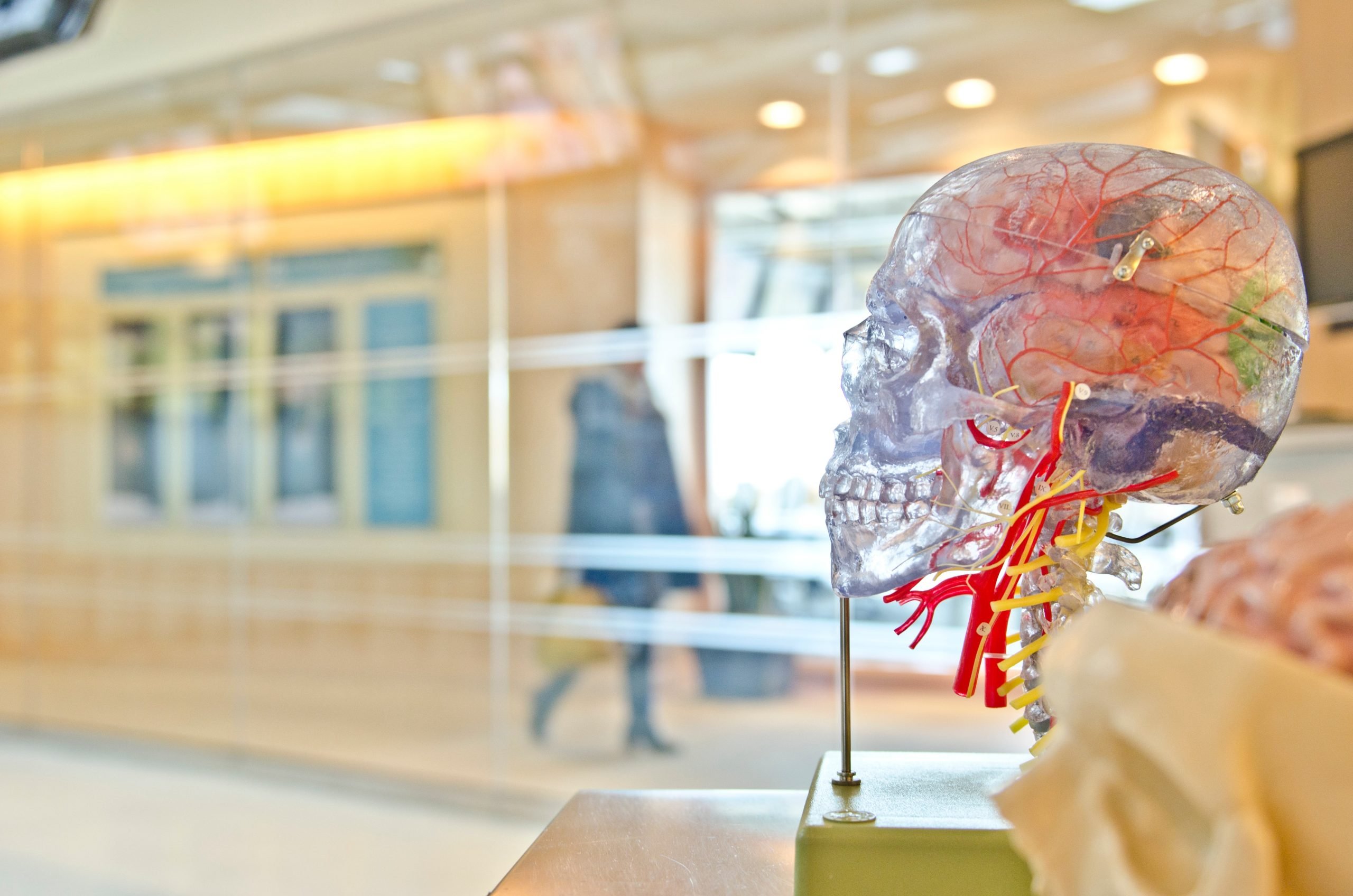 Imagen de consultorio médico con prototipo de plástico de sistema nervioso. 