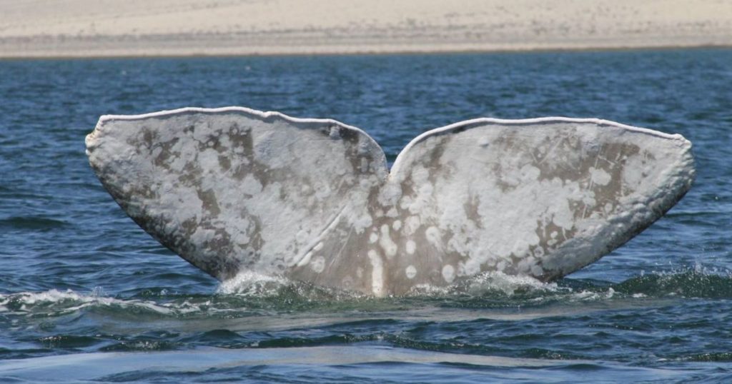 En Huatabampito se puede observar el avistamiento de ballenas
