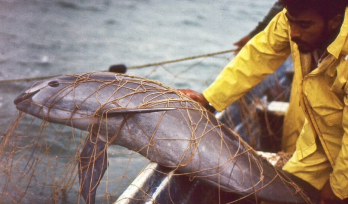 Vaquita marina atrapada