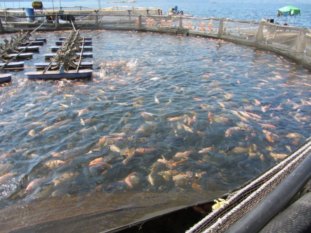 Acuacultura de peces