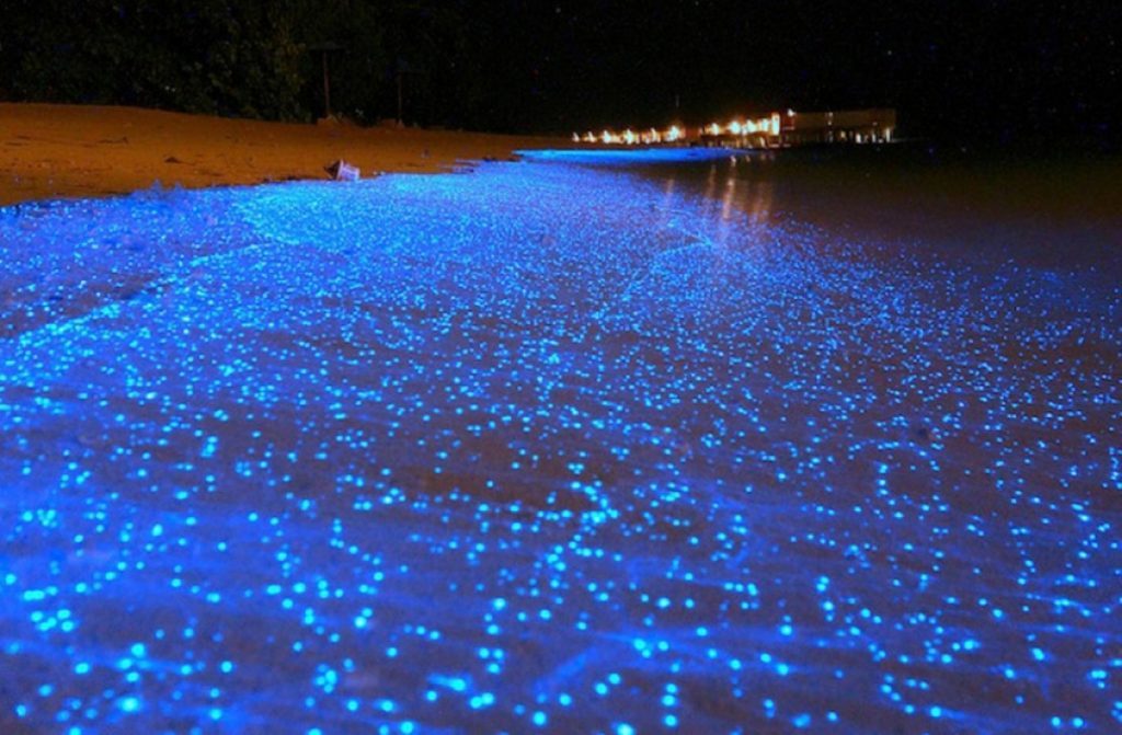 Bioluminiscencia en mar