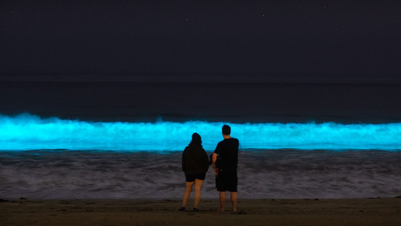 Observando bioluminiscencia