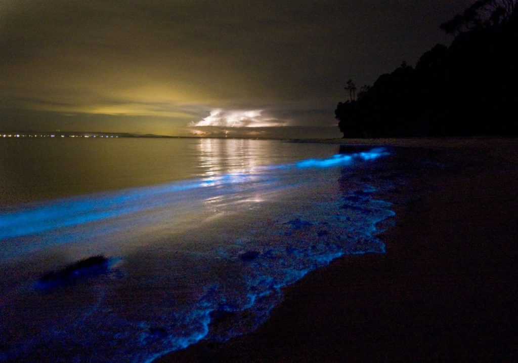 Bioluminiscencia a orilla del mar