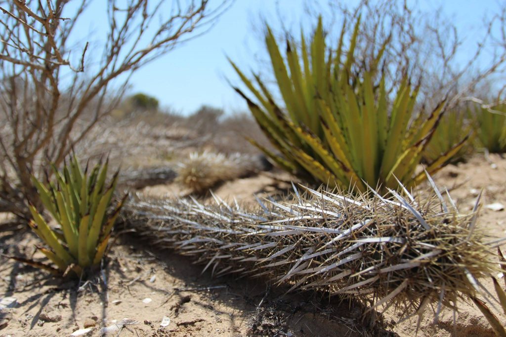 pitayo chirinola el cactus caminante del desierto