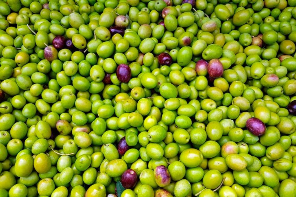 Destacan Sonora y Baja California en cultivo de olivo