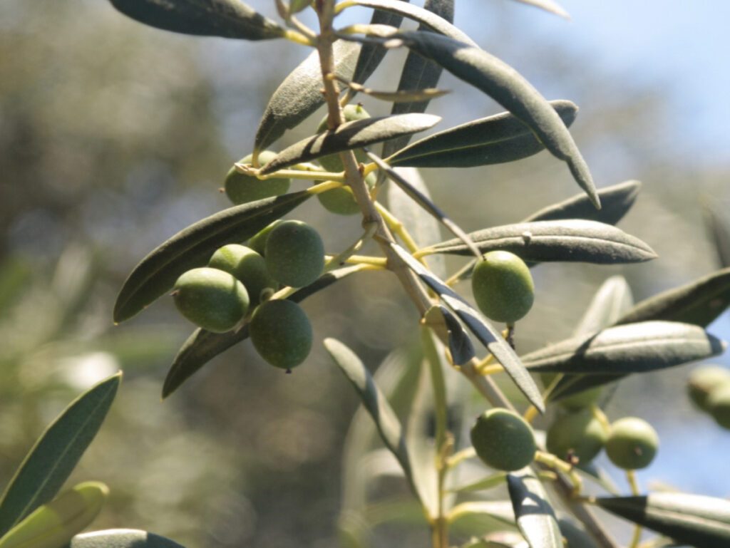 Sonora y Baja California producen olivo